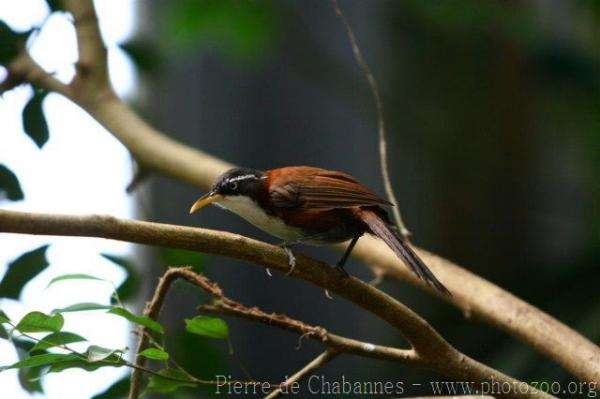 Chestnut-backed scimitar-babbler