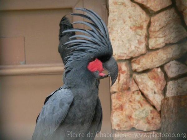 Palm cockatoo