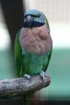 Mainland moustached parakeet