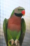 Mainland moustached parakeet