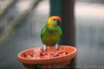 Large fig-parrot