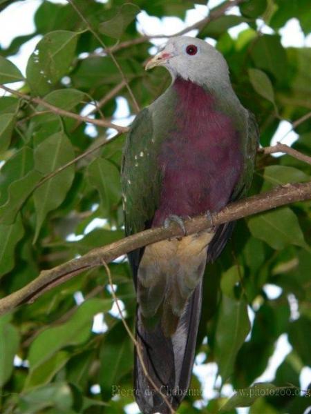 Wompoo fruit-dove