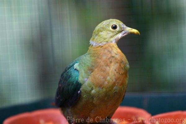 Pink-spotted fruit-dove