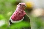 Pink-headed fruit-dove