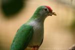 Beautiful fruit-dove