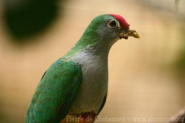 Beautiful fruit-dove