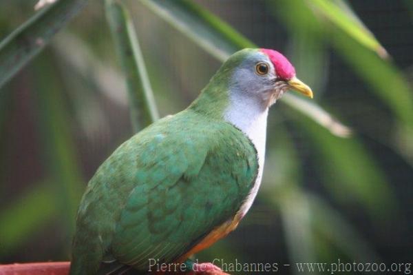 Beautiful fruit-dove