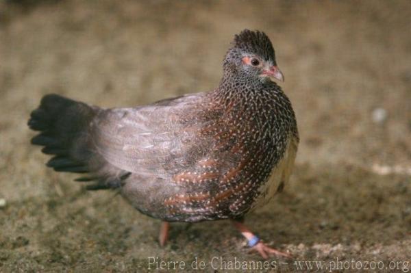 Stone partridge