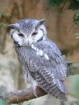 Southern white-faced owl