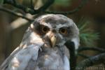 Spectacled owl