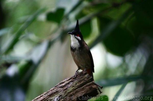 Red-whiskered bulbul