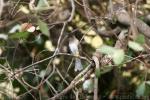 Common bulbul