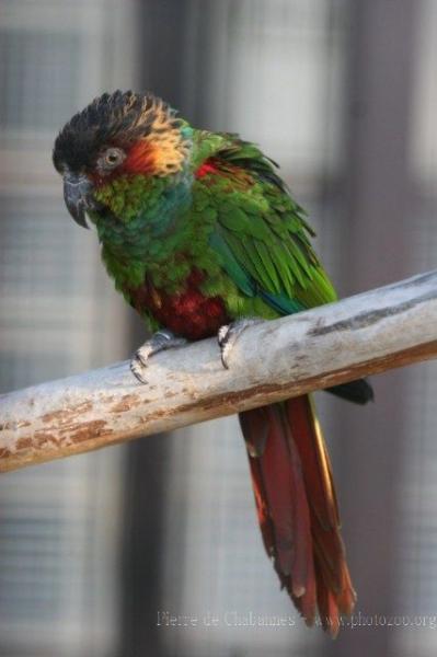 Blue-throated parakeet