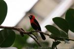 Masked crimson tanager