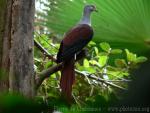 Great cuckoo-dove *