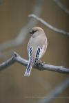 Desert finch