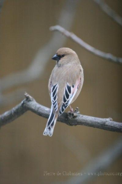 Desert finch