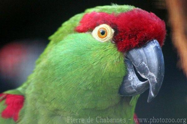 Thick-billed parrot *