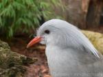 Kagu