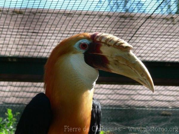 Papuan hornbill *