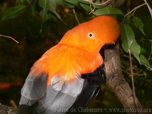 Andean cock-of-the-rock *