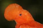 Andean cock-of-the-rock *