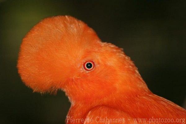 Andean cock-of-the-rock *