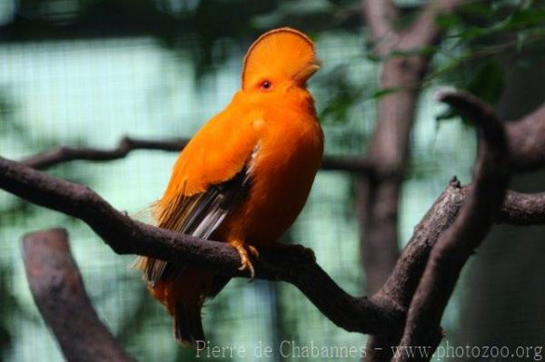 Guianan cock-of-the-rocks