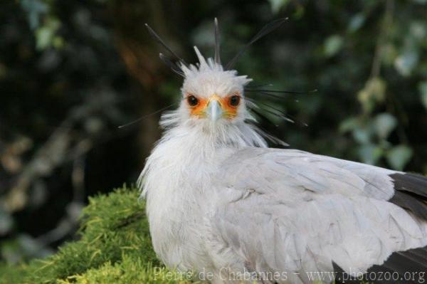 Secretarybird