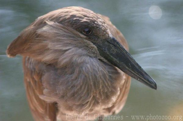 Hamerkop