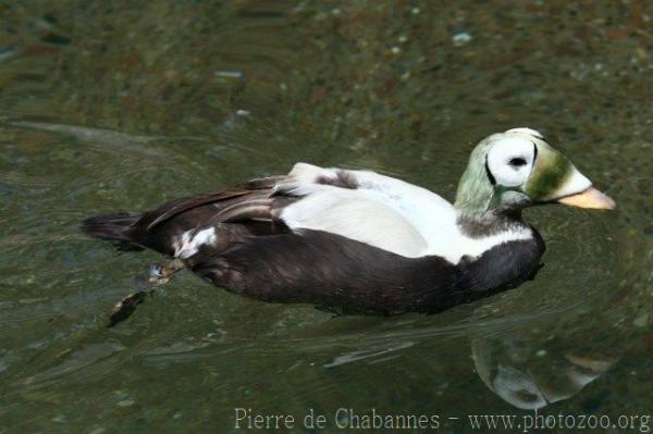 Spectacled eider