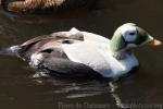 Spectacled eider