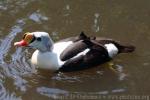 King eider