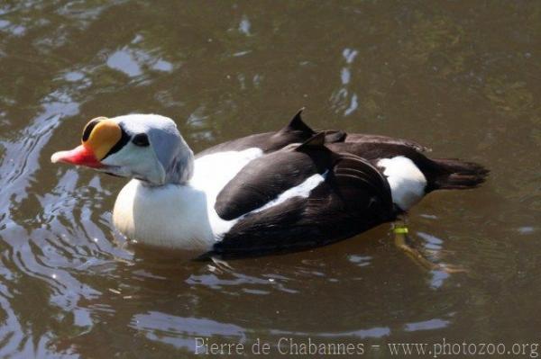 King eider