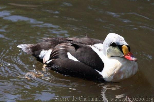 King eider