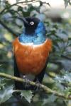 Superb starling