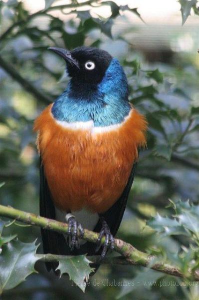 Superb starling