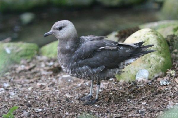 Arctic skua *