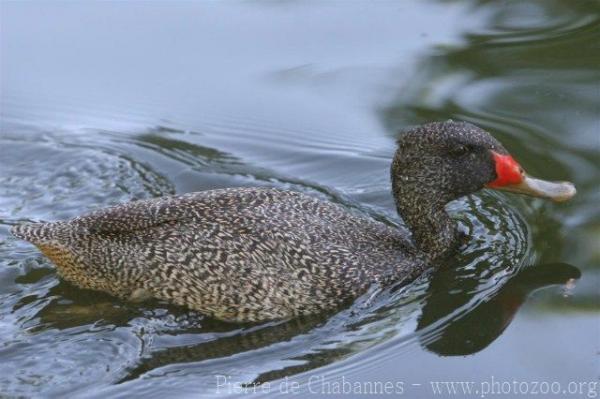 Freckled duck