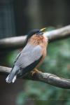 Brahminy starling