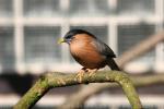 Brahminy starling