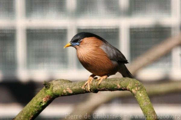 Brahminy starling