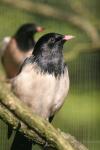 Rosy starling