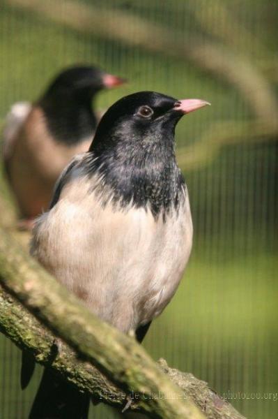 Rosy starling