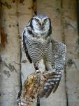 Northern hawk-owl