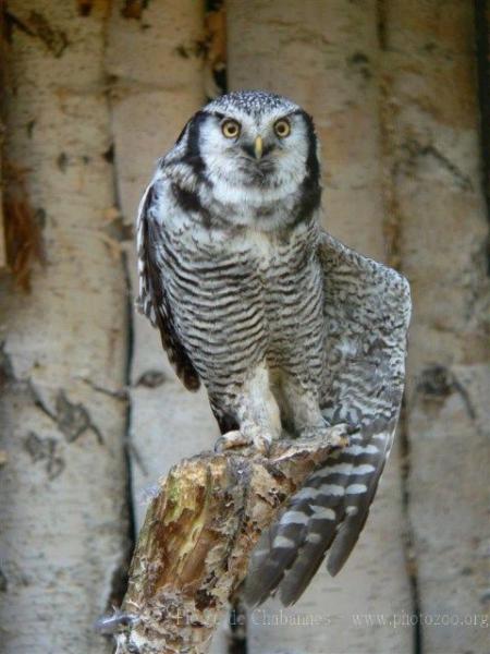 Northern hawk-owl