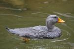 Magellanic steamerduck