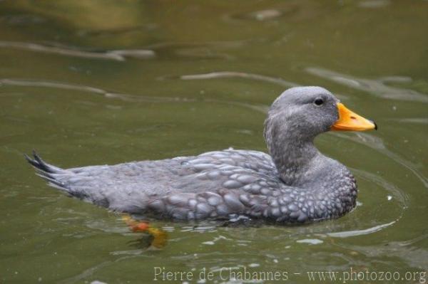 Magellanic steamerduck