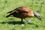 South African Shelduck