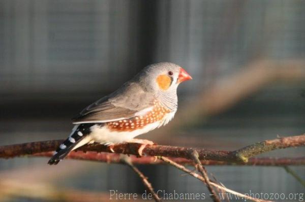 Australian zebra finch